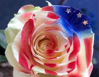 Independence Day Roses - ONE WEEK ONLY Davenport Florist - Same Day Flower Delivery - Flower Power 